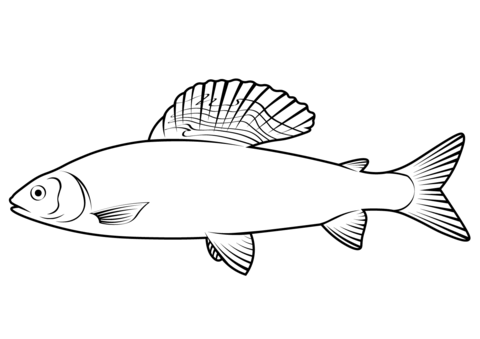 European Grayling (Thymallus Thymallus) Coloring Page